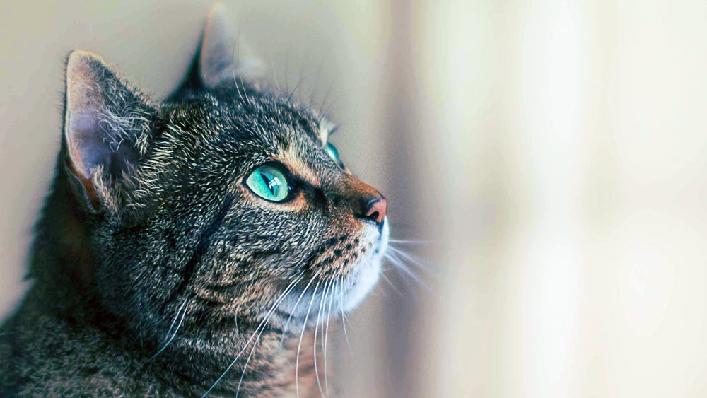 আমেরিকার মেইন রাজ্যে এই বিশেষ ধরনের বিড়াল পাওয়া যায় বলেই এদের নাম মেইন কুন। জনপ্রিয়তার নিরিখে এই বিড়ালগুলির স্থান তিন নম্বরে। তবে এই বিশেষ প্রজাতির বিড়ালগুলি তাদের শান্ত স্বভাবের জন্যই বেশি পরিচিত।