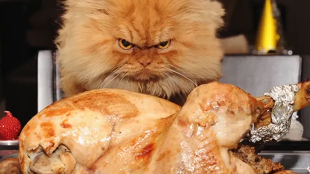 গবেষণায় আগেই দেখা গিয়েছে, বিড়ালের মালিক যদি কোনও কারণবশত বাড়িতেই মারা যান, তা হলে পোষা বিড়ালগুলির মালিকের মৃতদেহ খেয়ে নেওয়ার প্রবণতা থাকে।