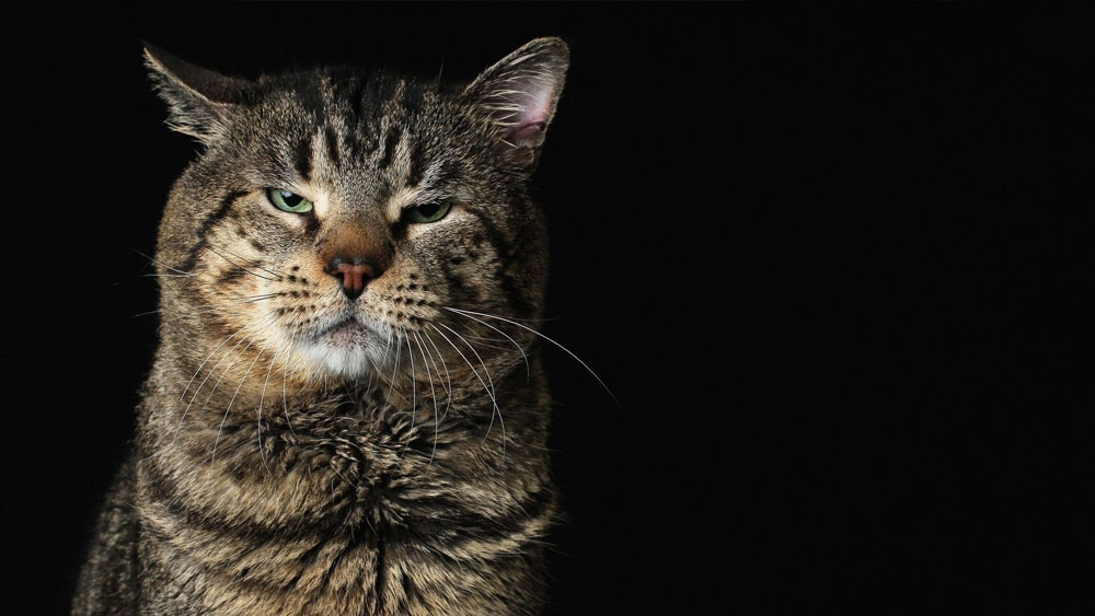 আমেরিকার কলোরাডোতে পচনশীল মৃতদেহ খাওয়ার জন্য একটি গবেষণা কেন্দ্রে দু’টি বিড়াল প্রবেশ করে। তবে এই ঘটনার পর নতুন করে গবেষণা শুরু করেন বিজ্ঞানীরা। আর গবেষণার ফলাফলও মেলে চমকে দেওয়ার মতো।