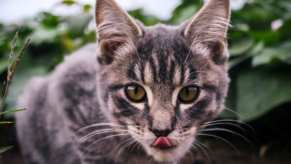 গবেষণায় উঠে আসে যে, পচনশীল মৃতদেহের হাত, বুক এবং কাঁধের মাংস খেতে বেশি পছন্দ করে বিড়ালেরা।