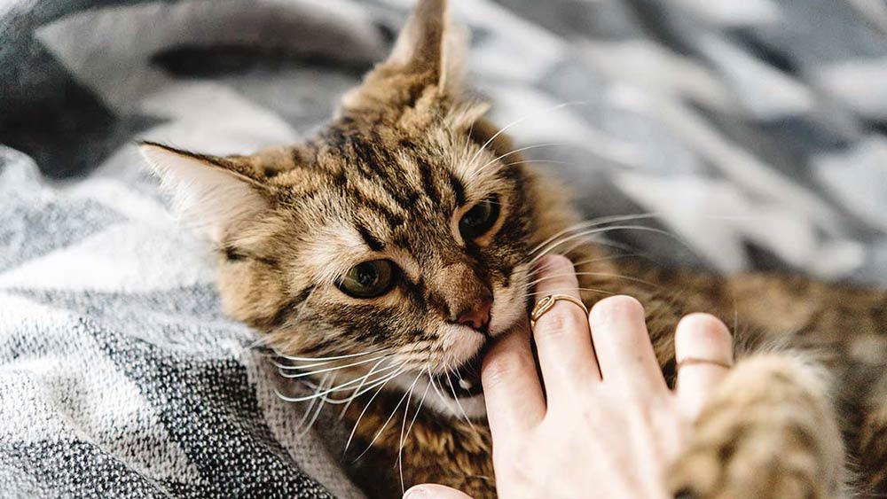 আশ্চর্যজনক ভাবে, এই গবেষণা চলাকালীন প্রতিটি বিড়াল নিজেদের পছন্দসই মৃতদেহ বেছে নেয়। তার পরই খাওয়া শুরু করে। তবে এক জনের পছন্দ করা মৃতদেহে ভাগ বসাতে আসেনি অন্য কোনও বিড়াল।