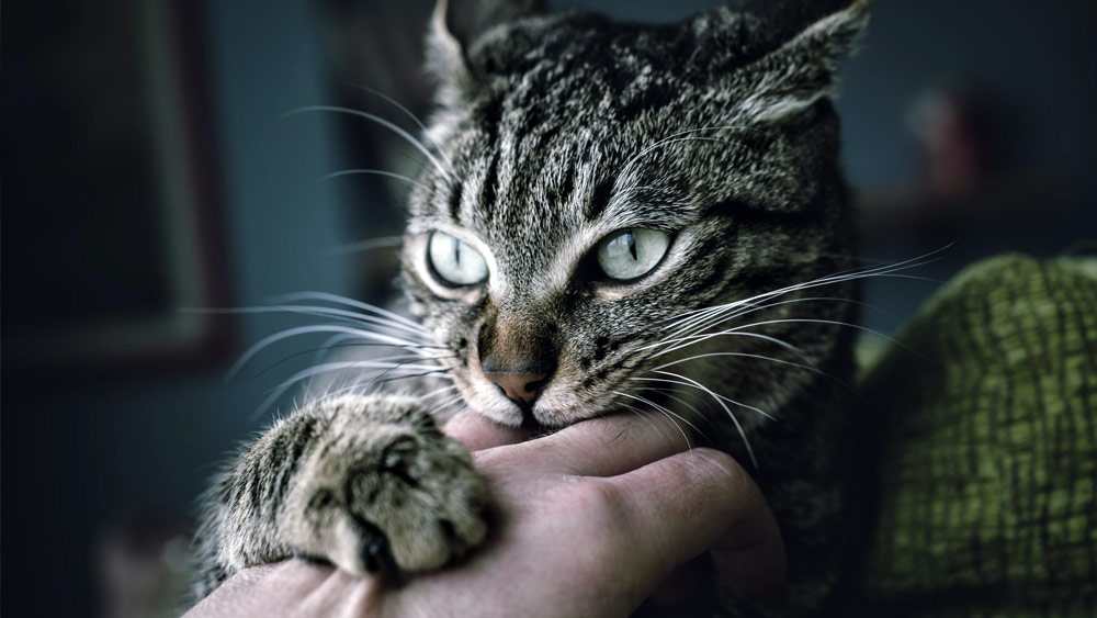 এই গবেষকদের মধ্যে অন্যতম প্রধান গবেষক সারা গার্সিয়ার দাবি, বিড়ালেরা সাধারণত খুব বেছে বেছে খাবার খায়। বিড়াল এক বার পছন্দের খাবার খুঁজে পেলে, তারা বার বার সেটাই খেতে চায়।