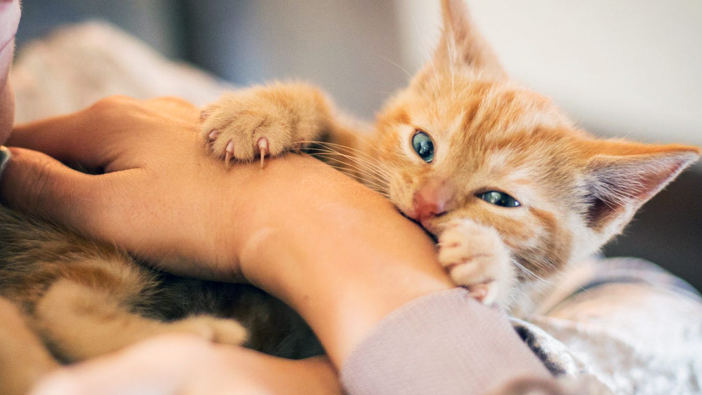 ২০১৩ সালে, সাউদাম্পটনের কাছে বাড়িতে অসুস্থতার কারণে মারা যাওয়া এক মহিলার শরীরের সমস্ত অংশ একই ভাবে তাঁর পোষা তিনটি বেড়াল খেয়ে নেয়।