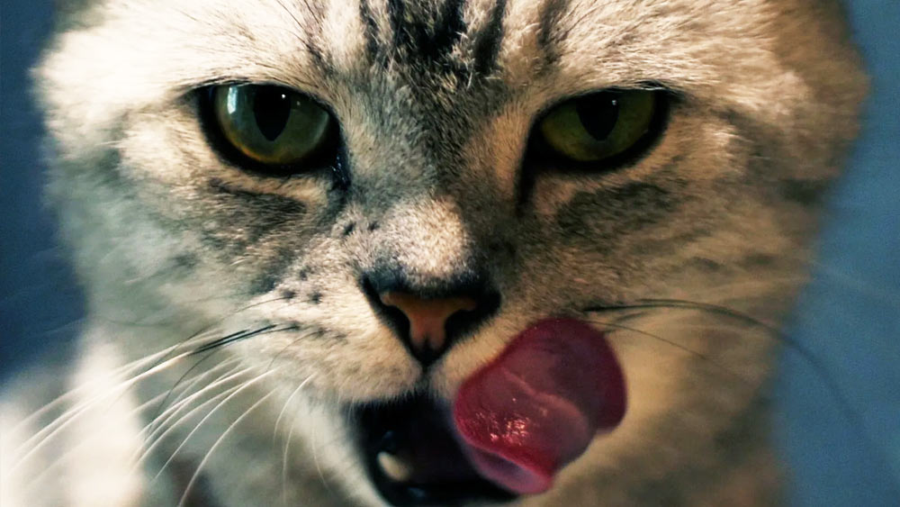 আমেরিকাতেও বছর তিরিশের এক ব্যক্তি মারা যাওয়ার পর পোষ্য ১০টি বেড়াল তাঁর মাথা, ঘাড় এবং হাতের বেশ কিছু অংশ খেয়ে নেয়।