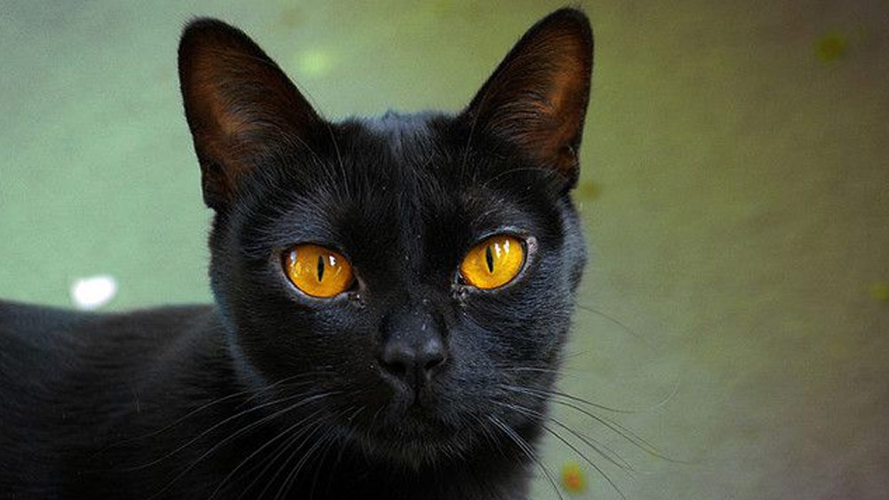 এই ধরনের একাধিক ঘটনার নজির থাকা সত্ত্বেও ২০২০ সালে এই গবেষণার আগে পর্যন্ত বিষয়টির উপর বিশেষ নজর দেওয়া হয়নি।