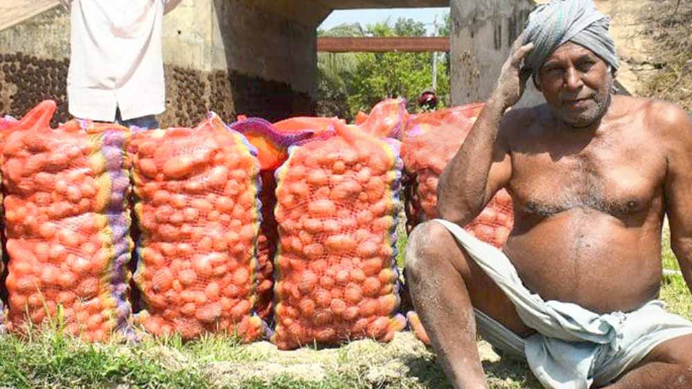 ফলন কম হওয়ায় মাথায় হাত চাষির।