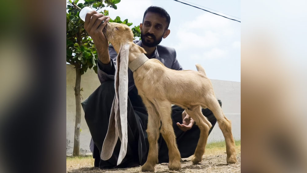 সম্প্রতি লম্বা কানযুক্ত একটি ছাগলের খোঁজ মিলল পাকিস্তানে। জুন মাসেই করাচিতে একটি ছাগলের জন্ম হয়। তবে এর নাম ‘ডাম্বো’ নয়। তার মালিক মহম্মদ হাসান নারেজো ভালবেসে ছাগলটির নাম দিয়েছেন ‘সিম্বা’।