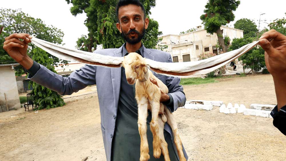 সিম্বার কানের দৈর্ঘ্য প্রায় ১৯ ইঞ্চি। মহম্মদ এক সাক্ষাৎকারে বলেন, ‘‘আজ পর্যন্ত কোনও ছাগলের নাম গিনেস্ বুকে ওঠেনি। কিন্তু আমার ইচ্ছা, সিম্বার নাম তাতে অন্তর্ভুক্ত হোক।’’