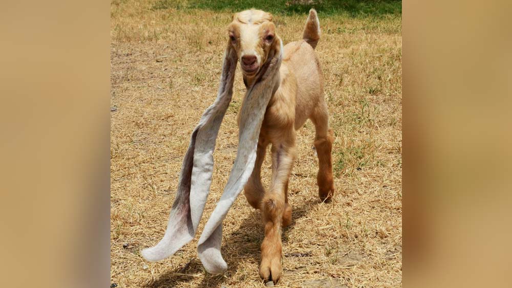 প্রচণ্ড তাপমাত্রার সঙ্গে মানিয়ে নিতে অ্যাংলো-নুবিয়ান প্রজাতির ছাগলের কানের দৈর্ঘ্য সাধারণত লম্বা হয়। তবে সিম্বার কান এ ক্ষেত্রে ব্যতিক্রমী। গবেষকরা জানিয়েছেন, জিনগত বৈচিত্রের জন্যেই সিম্বার কানের এত লম্বা দৈর্ঘ্য।