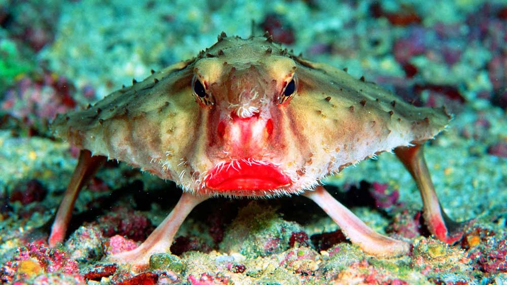 মাছের ঠোঁটে লিপস্টিক! হ্যাঁ। এই ব্যাটফিশকে দেখলে মনে হবে যেন ঠোঁটে লাল রঙের লিপস্টিক পরে রয়েছে। প্রশান্ত মহাসাগরের বুকে গ্যালাপ্যাগোস দ্বীপপুঞ্জে ‘রেড লিপড্‌ ব্যাটফিশ’-এর খ‌োঁজ মেলে।