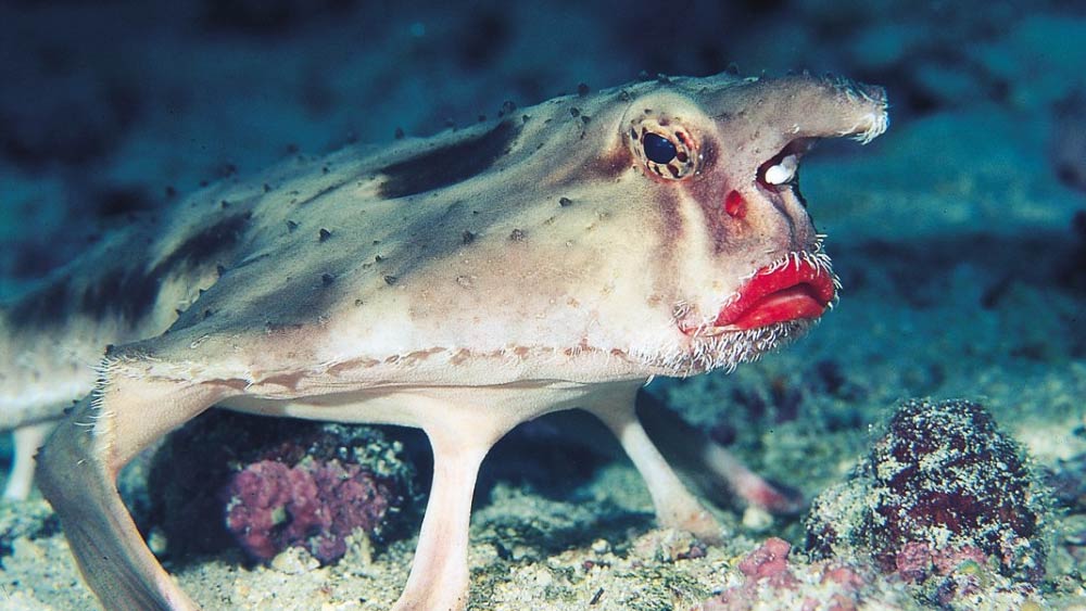 যদিও এই মাছ সাঁতার কাটতে অক্ষম। পেক্টোরাল পাখনার সাহায্যে সমুদ্রের গভীরেই হেঁটেচলে বেড়াতে দেখা যায় এদের।