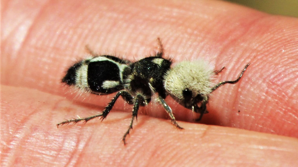 এই পিঁপড়ের কামড় এতটাই যন্ত্রণাদায়ক যে একে ‘গরু নিধনকারী’ বা ‘কাউ কিলার’-ও বলা হয়। মেক্সিকো, আমেরিকা, চিলির বিভিন্ন প্রান্তে ‘পান্ডা অ্যান্ট’ দেখা যায়।