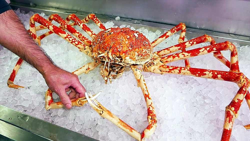 জাপানের স্থানীয় লোকেরা একে খাদ্য হিসাবেও গ্রহণ করে থাকে। হোনসু দ্বীপপুঞ্জের দক্ষিণ উপকূলে এটি বেশি সংখ্যায় দেখতে পাওয়া যায়।