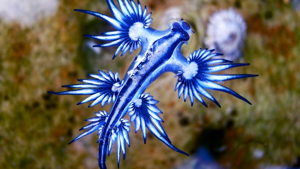 ড্রাগনের অস্তিত্ব নিয়ে বহু বিতর্ক রয়েছে। তবে ‘ব্লু ড্রাগন’-এর উপস্থিতি নিয়ে কোনও সন্দেহ নেই। কিন্তু এই ড্রাগনকে আকাশে উড়তে দেখা যায় না। বরং এর হদিস মেলে ভারত মহাসাগর ও প্রশান্ত মহাসাগরের বুকে।