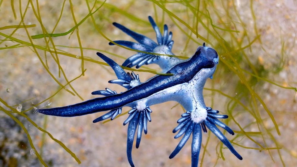 নীল রঙের এই সামুদ্রিক স্লাগটি দেখতে অবিকল ড্রাগনের মতো। পাকস্থলীর কাছে গ্যাসযুক্ত থলে থাকায় সমুদ্রের জলের ঠিক নীচেই এদের ভেসে থাকতে দেখা যায়।