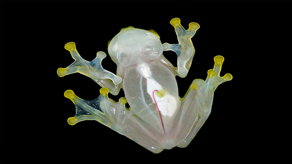 ব্যাঙের শরীর কাচ দিয়ে তৈরি? দক্ষিণ আমেরিকায় এমন একটি ব্যাঙের প্রজাতি রয়েছে যাদের দেখলে মনে হবে, এদের দেহ চামড়ার বদলে কাচের আবরণ দিয়ে তৈরি।