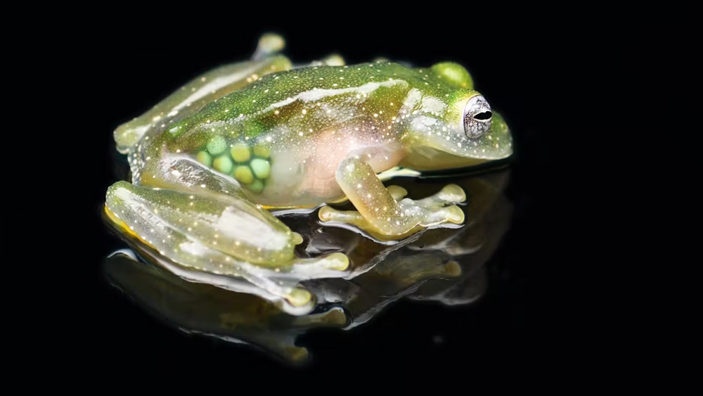 ‘গ্লাস ফ্রগ’ নামে পরিচিত এই ব্যাঙের পেটের দিকের চামড়া এতটাই পাতলা যে ভিতরের সমস্ত অঙ্গ-প্রত্যঙ্গ বাইরে থেকেই বোঝা যায়। 