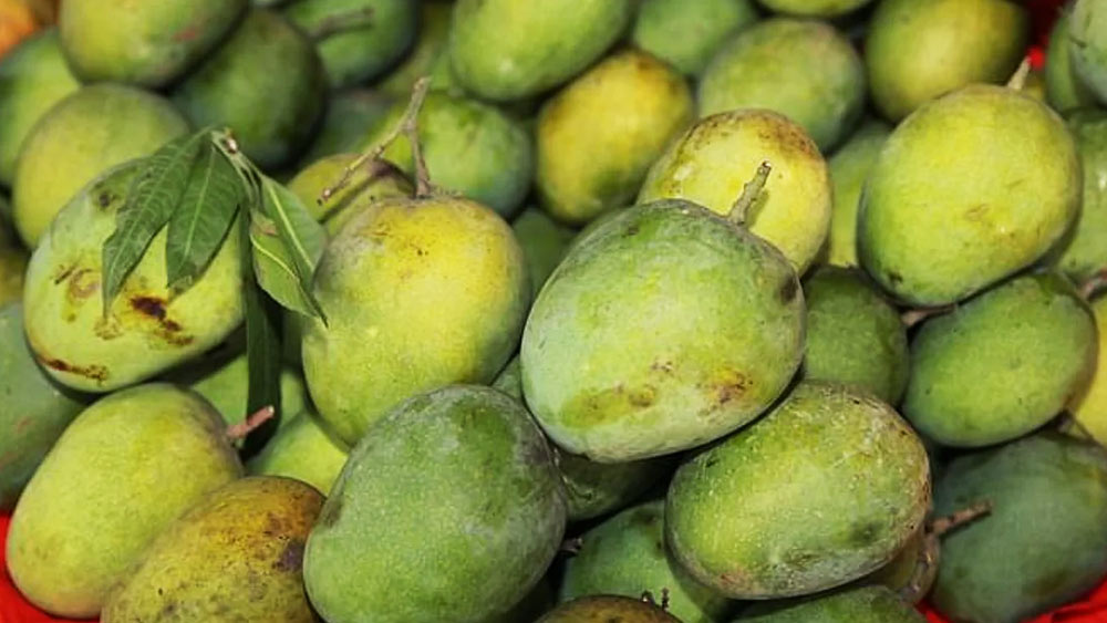 সবার প্রথমে আসা যাক হিমসাগর আমের কথায়। জুন মাসের ৭ তারিখ থেকে ৩০ তারিখের মধ্যে এই আম পাকে।