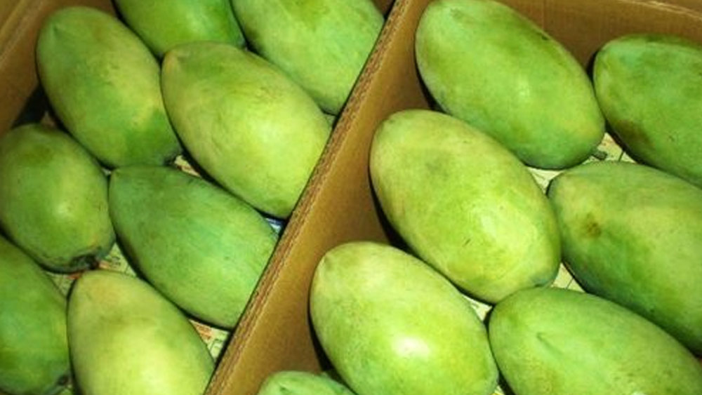 জুন মাসের মাঝামাঝি থেকে পাকতে শুরু করে ল্যাঙড়া আম। ১৫ জুন থেকে ১৫ জুলাই প্রায় এক মাস ধরে ল্যাঙড়া আম পাকে।