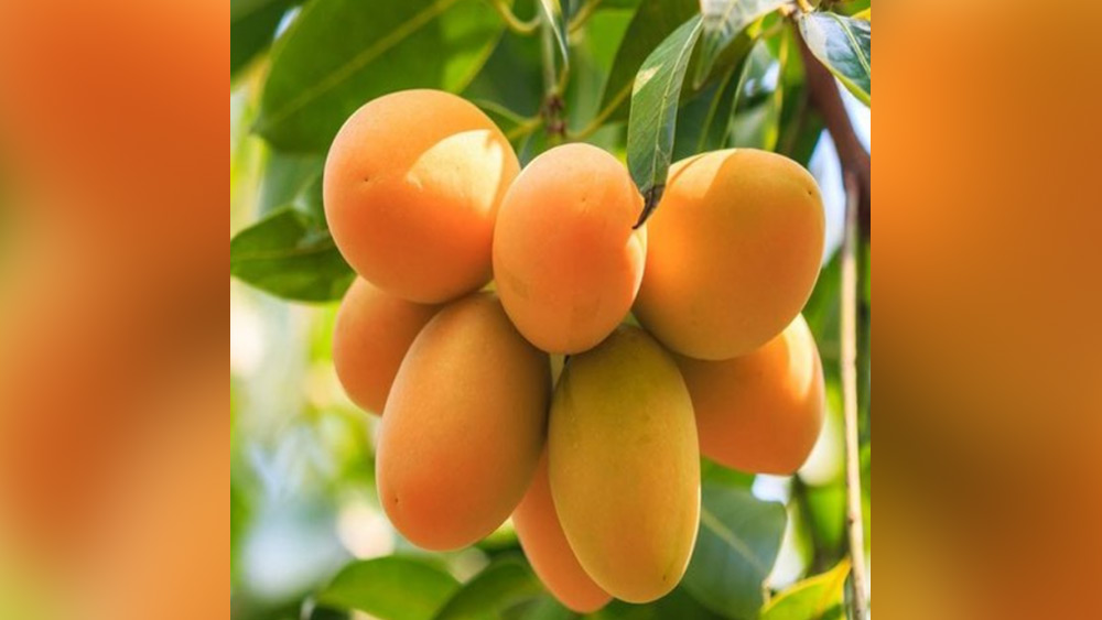 লক্ষ্ণণভোগ আমও একই সময়ে পাকে। ল্যাঙড়া আমের সমসাময়িক লক্ষ্মণভোগ আম পাকতেও এক মাস সময় লাগে।