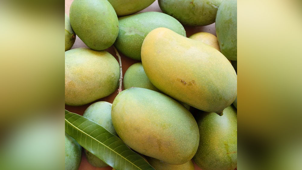 এর পর আসা যাক আম্রপালি আমের কথায়। জুন মাসের শেষের দিকে ২৮ জুন থেকে ২৫ জুলাই পর্যন্ত সময়কালে এই আম পাকতে দেখা যায়।