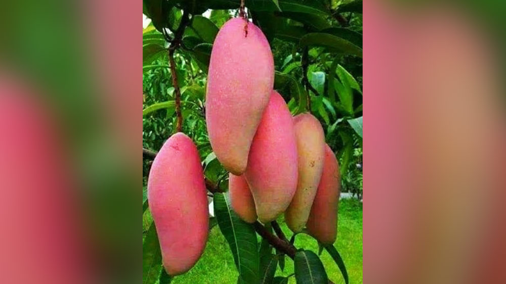 রানির কি সত্যিই পছন্দের এই ‘রানিপসন্দ’ আম? তা জানা না গেলেও, এই আমটি জুন মাসের গোড়ার দিকেই পাকতে শুরু করে। জুন মাসের ১৫ তারিখের মধ্যেই এই আম পেকে যায়।