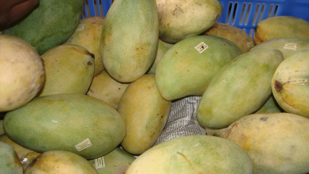 সারেঙ্গা আম মে মাসের মাঝামাঝি সময় থেকে পাকা শুরু করে ওই মাসের শেষ পর্যন্ত সময় নেয়। প্রায় ১৫ দিনের মধ্যে এই সারেঙ্গা আম পাকে।