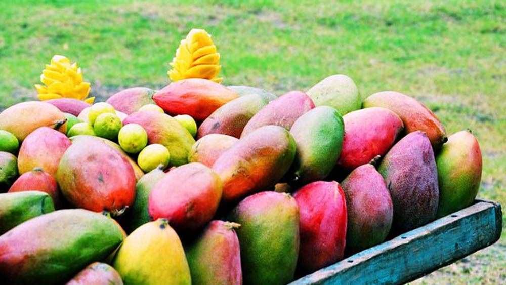 ‘মুলায়মজাম’! নামে জাম থাকলেও এটি এক প্রজাতির আমের নাম। ১৫ জুন থেকে ১৫ জুলাই পর্যন্ত সময়ের মধ্যে এই আমটি পাকে।