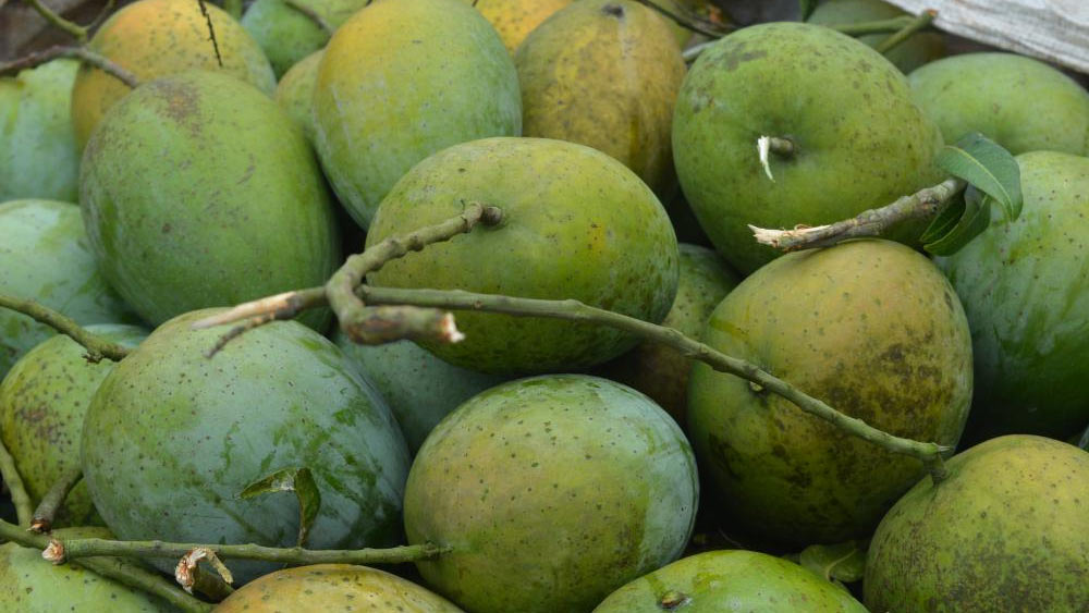 পেয়ারাফুলি আম ১২ জুন নাগাদ পাকতে শুরু করে। জুলাই মাসের প্রথম সপ্তাহের মধ্যে এই আম পেকে যায়।