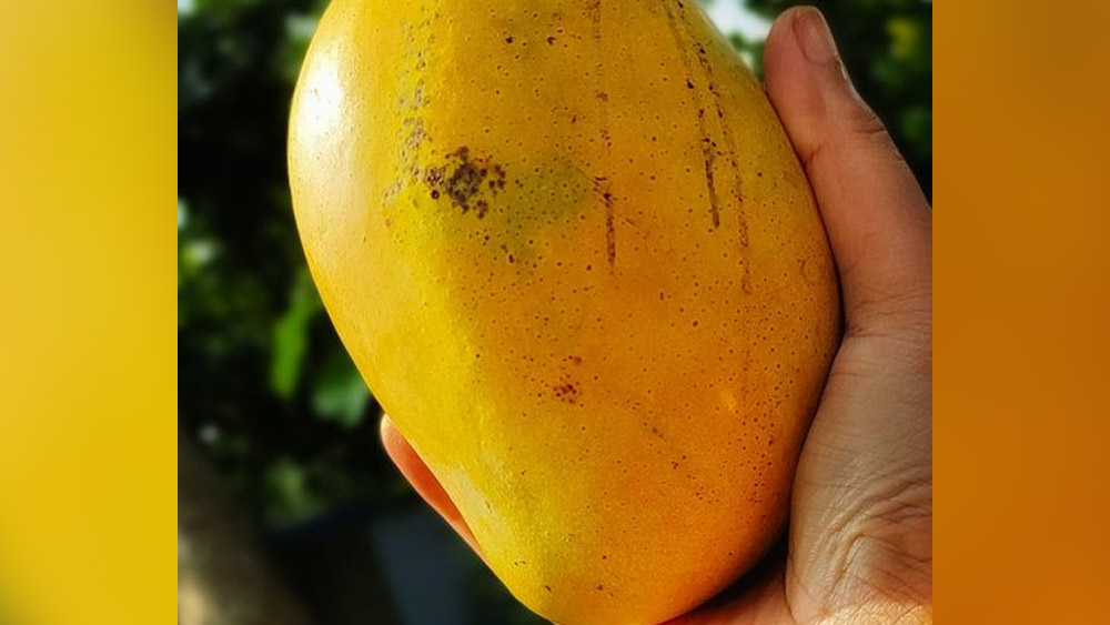 পেয়ারাফুলি আম যখন পাকার শেষ মুহূর্তে, ঠিক সেই সময়ই পাকতে শুরু করে মল্লিকা আম। ১ জুলাই থেকে ২০ জুলাইয়ের মধ্যে এই আম পাকে।