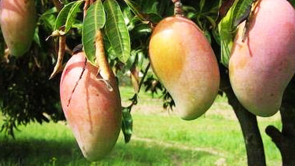 সূর্যপুরী আম পাকার সময় জুলাই মাস থেকে শুরু করে অগস্ট মাসের মাঝামাঝি সময় পর্যন্ত। ১৫ অগস্টের মধ্যে এই আম পেকে যায়।