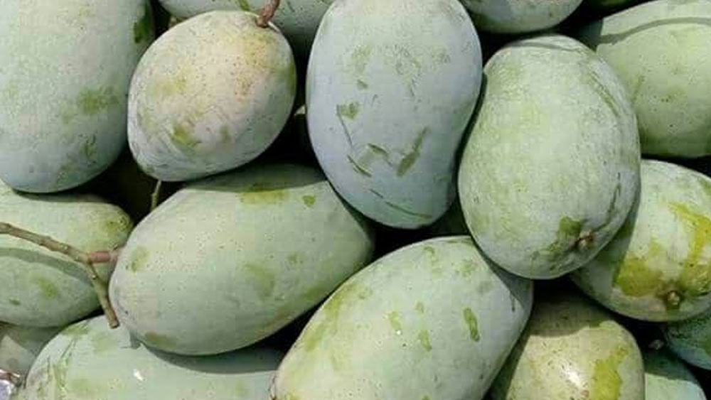 জুলাই মাসের গোড়া থেকে পাকতে শুরু করলেও প্রায় দু’মাস সময়কাল নিয়ে ফজলি আম পাকে। সেপ্টেম্বরের প্রথম সপ্তাহে ফজলি আম পাকা শেষ হয়।