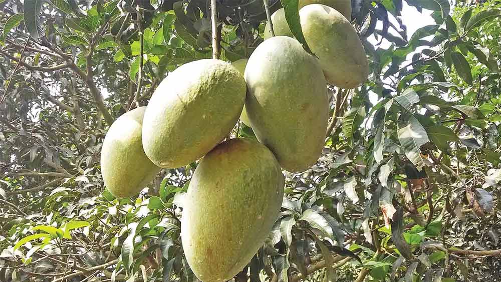 আশ্বিনা আম পাকতে শুরু করে জুলাই মাসের শেষের দিকে। ২৫ জুলাই থেকে ২০ সেপ্টেম্বরের মধ্যে আশ্বিনা আম পাকে।