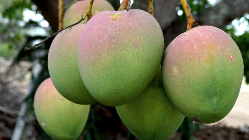 এক পিস আমের দাম ৫০০ টাকা! শুনতে অবাক লাগলেও এটাই সত্যি। এই কোহিতুর আমের জন্ম আবার পশ্চিমবঙ্গের বুকে। স্বয়ং মুর্শিদ কুলি খাঁ এই আম এনেছিলেন অবিভক্ত ভারতবর্ষের ব্রহ্মদেশ (বর্তমানে মায়ানমার) থেকে।