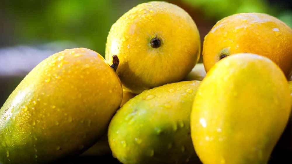 বর্তমানে মুর্শিদাবাদে কোহিতুর আমের গাছ রয়েছে। কোহিতুর আমের বৈশিষ্ট্য হল— এই আমটি ধাতব কোনও ছুরি দিয়ে কাটা যায় না। কাটলেই সেই আমের স্বাদ ও রং দুই-ই নষ্ট হয়ে যায়। বরং কাঠের ছুরি দিয়ে কোহিতুর আম কাটা হয়।