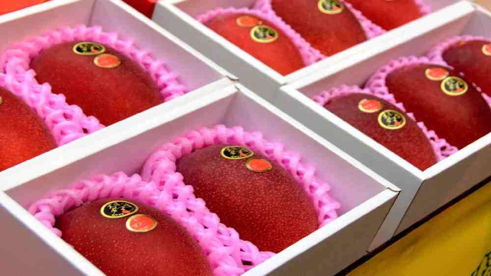 এই আমের উৎপত্তি জাপানের মিয়াজাকি শহরে।