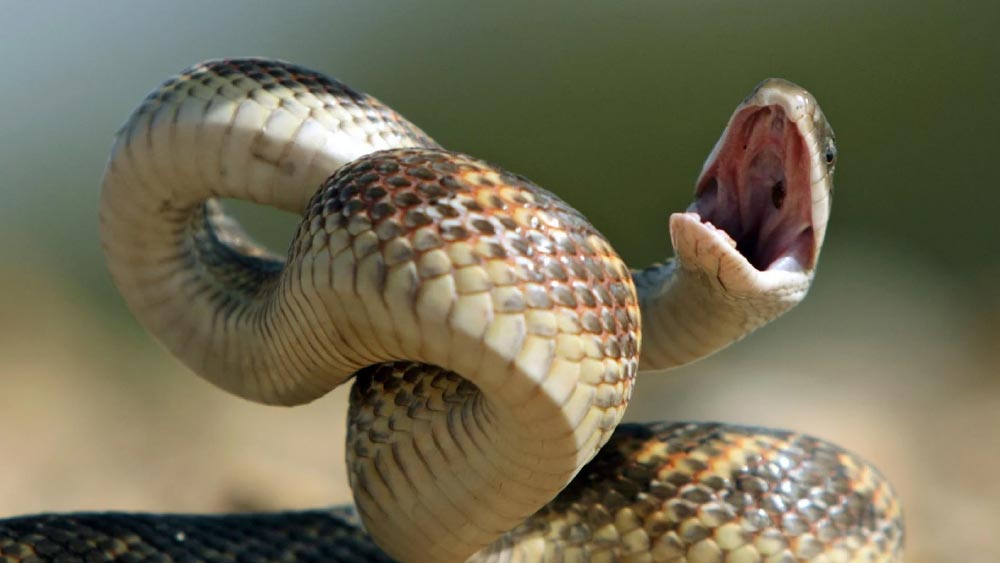 Snake | Snake Bites Woman In Uttar Pradesh And Her Husband Takes Them ...