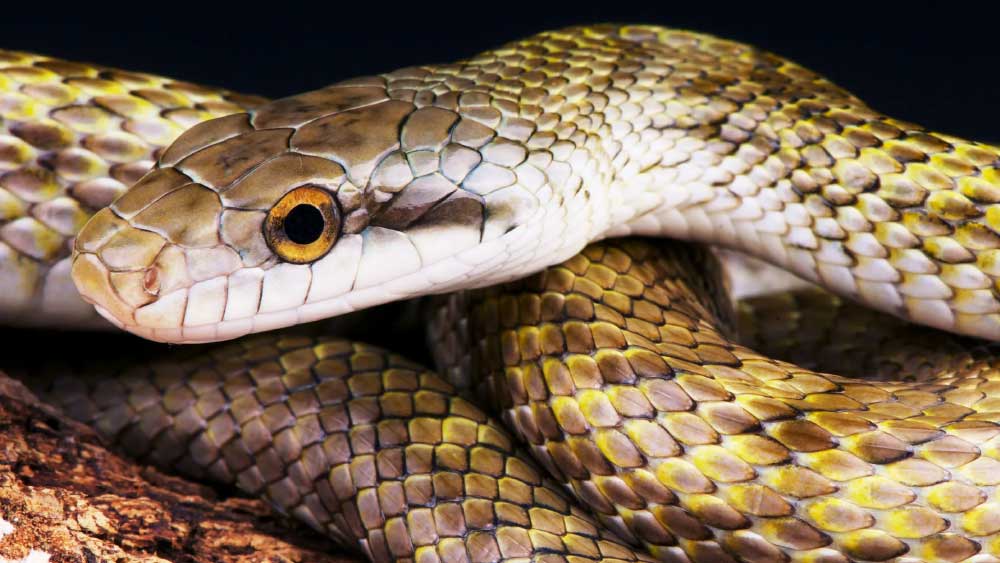 স্ত্রীকে সাপ কামড়েছে। তড়িঘড়ি স্ত্রীকে হাসপাতালে নিয়ে যান ওই ব্যক্তি। এটা তো স্বাভাবিক। কিন্তু এর পর ওই ব্যক্তি ঘটালেন অবাক কাণ্ড। 