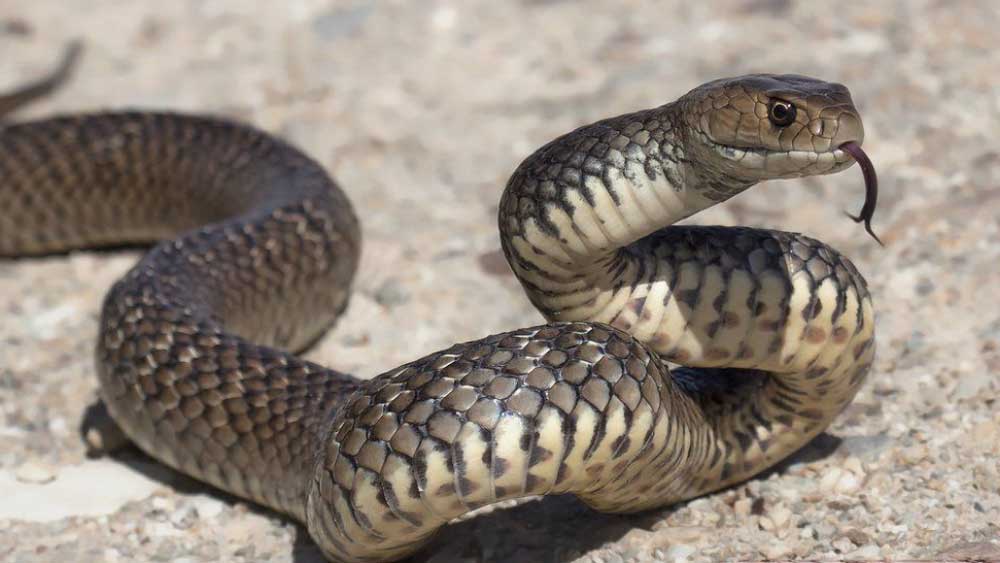  রমেন্দ্র যাদব নামে ওই ব্যক্তিকে যখন সাপটিকে নিয়ে আসার ব্যাপারে জিজ্ঞাসা করেন চিকিৎসকরা, তখন তিনি বলেন, ‘‘যদি আপনারা জানতে চান, কোন সাপ কামেড়েছে আমার স্ত্রীকে, তাই সাপটিকে এনেছি!’’