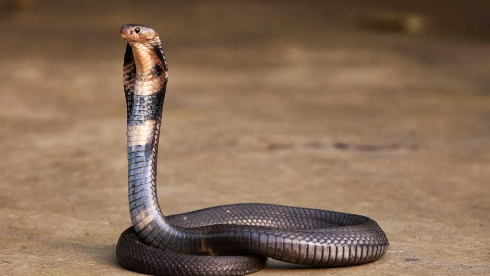 তাঁর স্ত্রী বর্তমানে হাসপাতালে চিকিৎসাধীন রয়েছেন। 