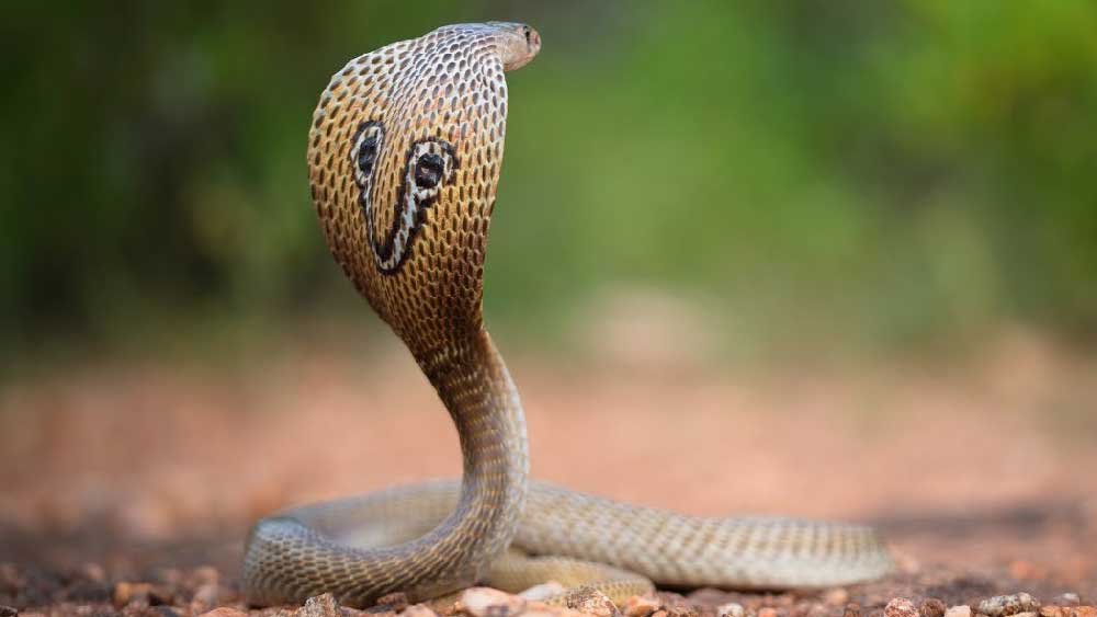 হাসপাতাল থেকে সুস্থ হয়ে স্ত্রী বাড়ি ফিরলে, তার পরেই ওই সাপটিকে জঙ্গলে ছেড়ে দেবেন বলে সংবাদমাধ্যমে জানিয়েছেন রমেন্দ্র। 