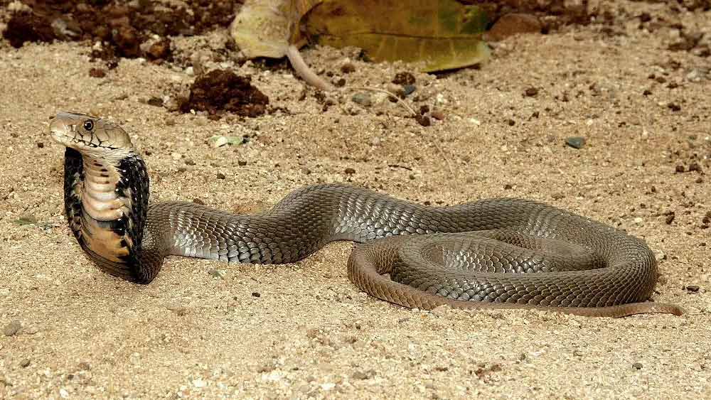 সাপটিকে বোতলে ভরার পর যাতে তার শ্বাসকষ্ট না হয়, সে কারণে বোতলটি ফুটোও করেন রমেন্দ্র। 
