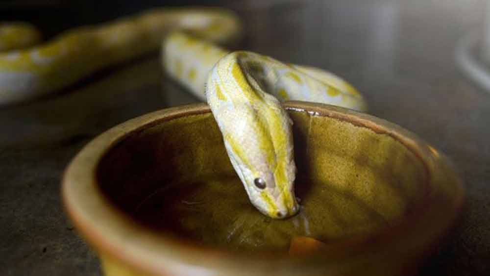 এক বার এক ভিডিয়োতে দেখা গিয়েছিল, তৃষ্ণার্ত একটি সাপকে জল খাওয়াচ্ছেন এক ব্যক্তি।