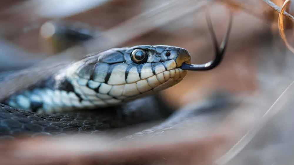 ৪৯ বছর বয়সি মাতাবাদল সিংহ নামে ওই ব্যক্তিকে জেলা হাসপাতালে ভর্তি করানো হয়েছিল। যদিও তিনি প্রাণে বেঁচে গিয়েছিলেন। 