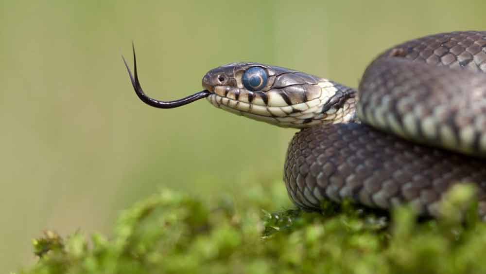 তবে সাপকে নিয়ে এমন ‘বাড়াবাড়ি’ মোটেও ভাল নয় বলেই মনে করেন সর্প বিশেষজ্ঞরা। এতে বিপদ আরও বাড়তে পারে বলেই ধারণা তাঁদের।