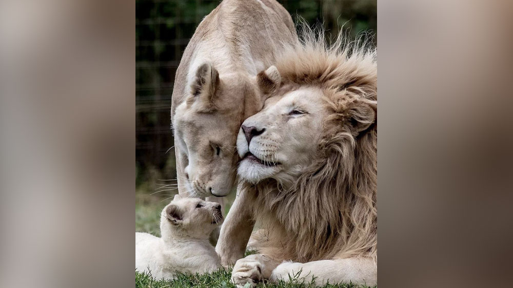 ঠিক তার পরের ছবিটিতেই রয়েছে একটি সিংহের পরিবারের ছবি। সিংহ-সিংহীর সঙ্গে রয়েছে তাদের শাবকও। ছবিটি প্রতীকী সন্দেহ নেই। কিন্তু তাৎপর্যপূর্ণও।