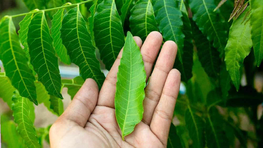 নিমপাতা ফুটিয়ে সেই জলে চুলও ধুতে পারেন।  