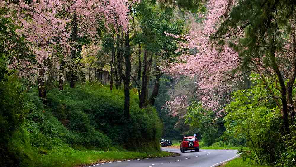 শিলং: শিলং বললেই বাঙালির মনে পড়ে যায় অমিত ও লাবণ্যের কথা। কিন্তু একা একা ঘুরতেও মন্দ লাগবে না মেঘালয়ের এই শৈল শহর। সবুজ পাহাড়, মনোরম আবহাওয়া ও মৃদুমন্দ বৃষ্টির জন্য শিলংকে পূর্বভারতের স্কটল্যান্ড বলা হয়। যাঁরা একক ভ্রমণ করতে ভালবাসেন, তাঁদের অনেকেই এখানে একাধিক বার যান।