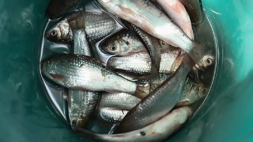 কাঁচা মাছের পিত্ত ভয়ঙ্কর তেতো খেতে। এবং পাশাপাশি তা শরীরের জন্য বিষাক্তও বটে।