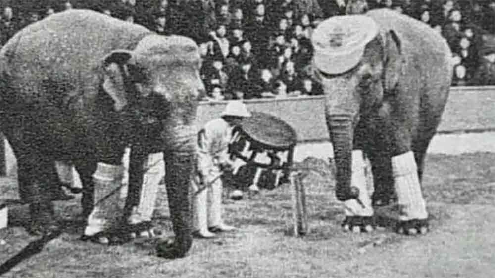 তবে সেই মেরিকেই গুলিতে ঝাঁঝরা করে দিয়েছিল লোকজন। তাতেও বেঁচে গিয়েছিল সে। এর পর আহত মেরিকে নিকেশ করতে ফাঁসিতে ঝোলানো হয়েছিল।